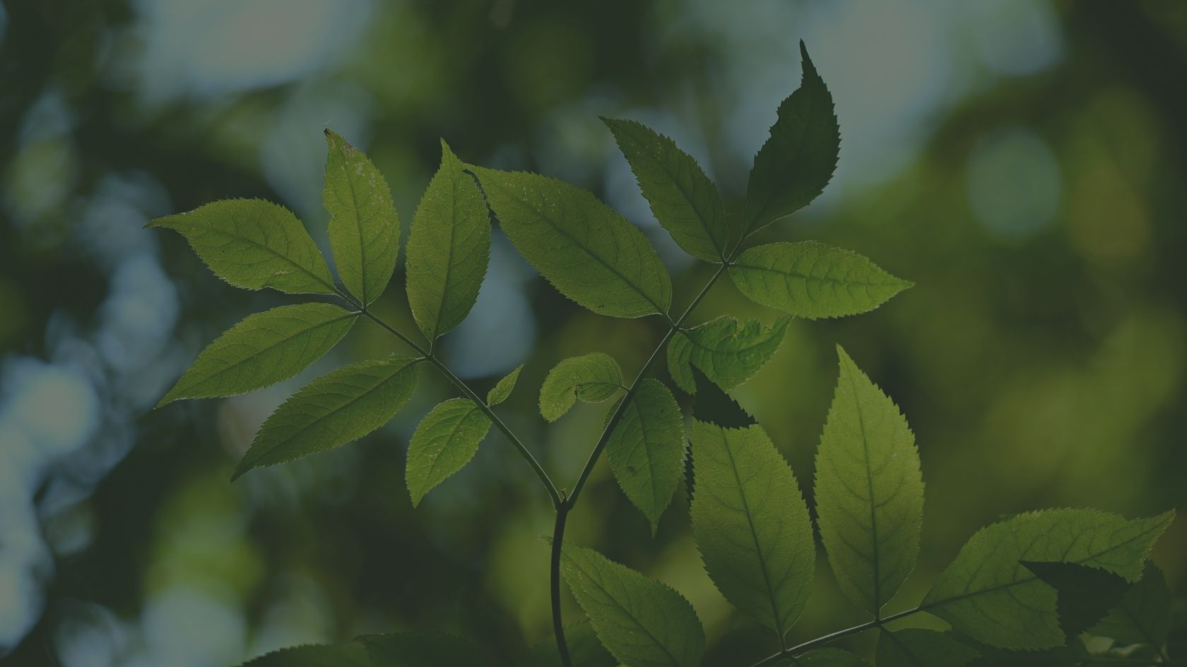 Slide background